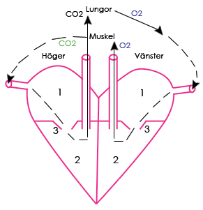 Förenklad bild av hjärtat