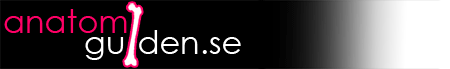 Anatomiguiden.se